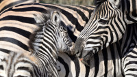 zoo zebry Chapmanovy foto Jirka Ambrožová